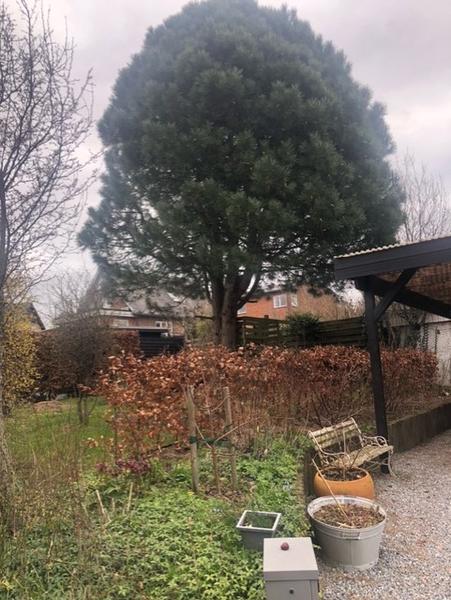 Træfældning og stubfræsning