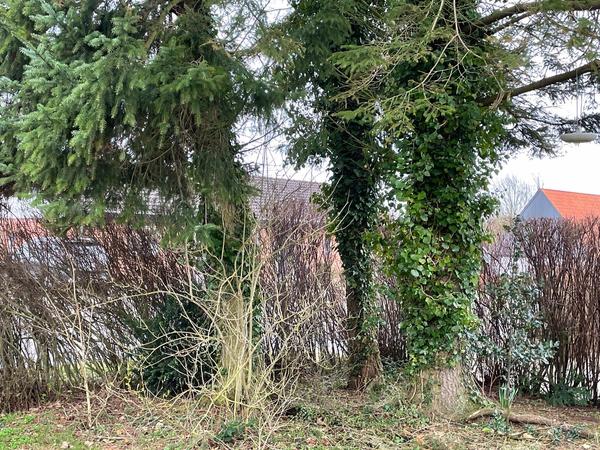 Fældning af grantræer