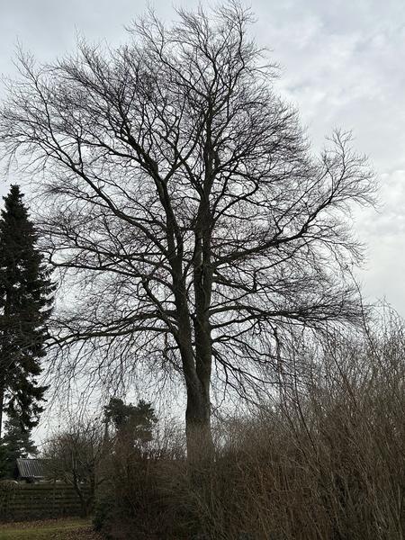 Fældning af bøgetræ