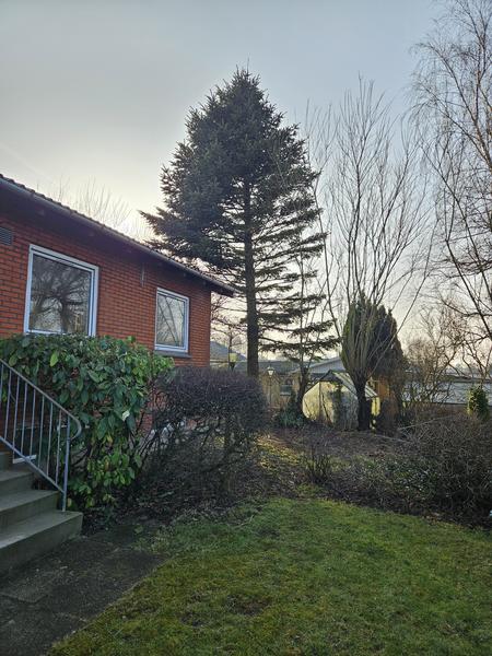 Fældning af grantræ