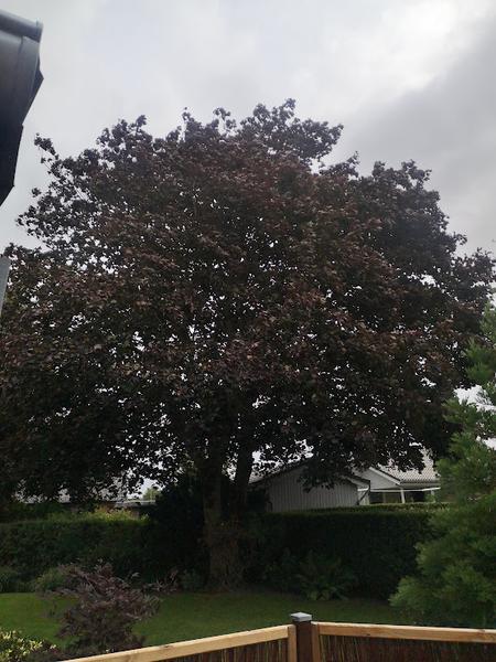 Træfældning inkl. stubfræsning