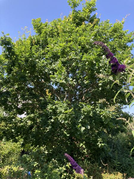 Fældning af stort egetræ