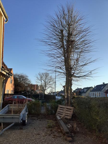 Beskæring af træ