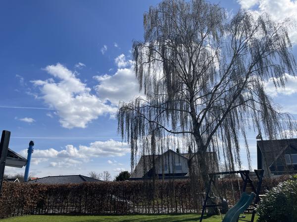 Fældning og beskæring af birketræ