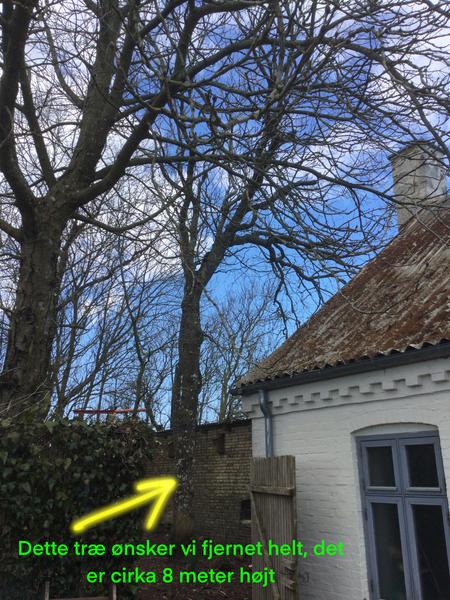 Topkapning og træfældning af træer