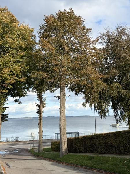 Træfældning og bortkørsel af poppel