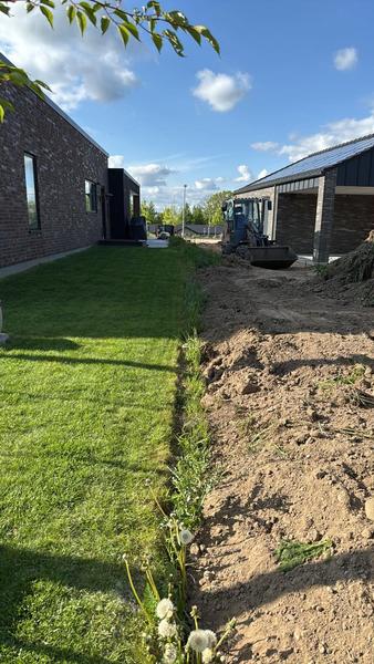 Plante sølvblad-hæk i skel