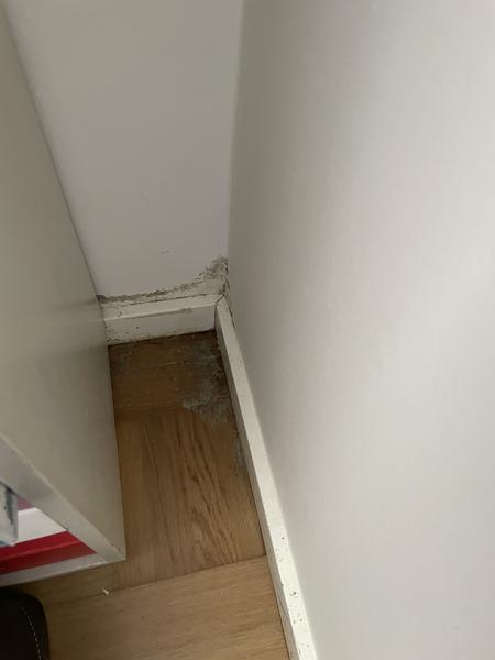 Undersøgelse af skimmelsvamp på vægge