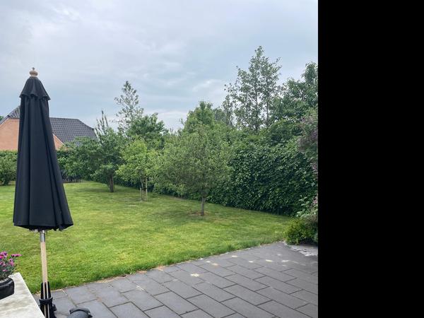 Beskæring af træer