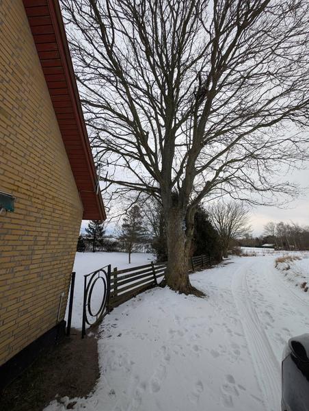 Fældning af ét træ