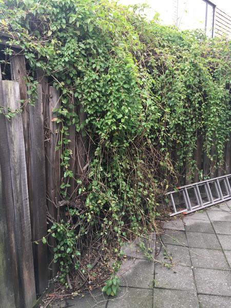 Beskæring af træ og planter