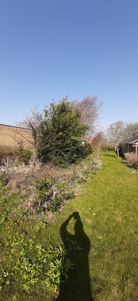 Rydning af bed inkl. træfældning