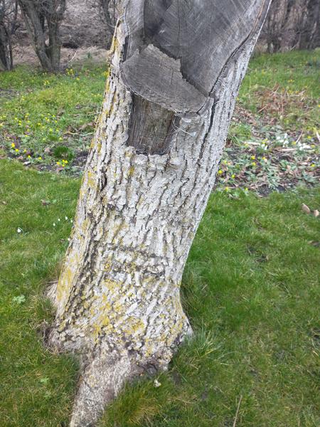 Fældning og opskæring af træ