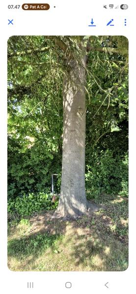 Fældning af stort træ i have