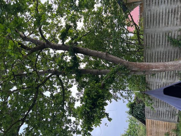 Beskæring af egetræ