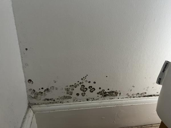 Behandling af skimmel i væg